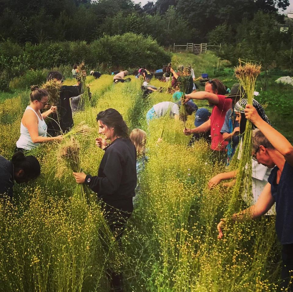 Students harvesting flax in the field at Dartington