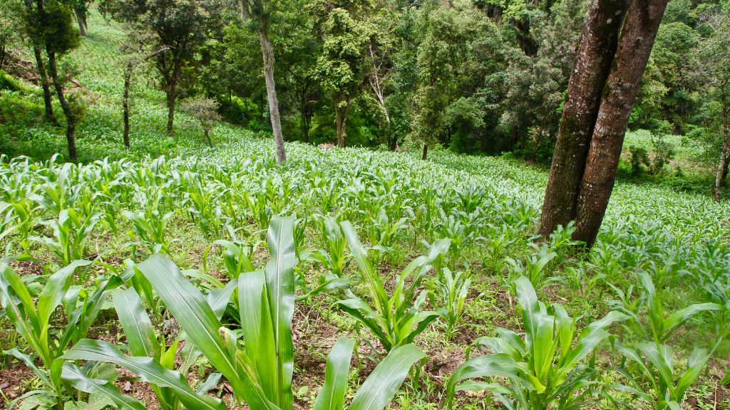Milpa agroecosystem, with reforestation project