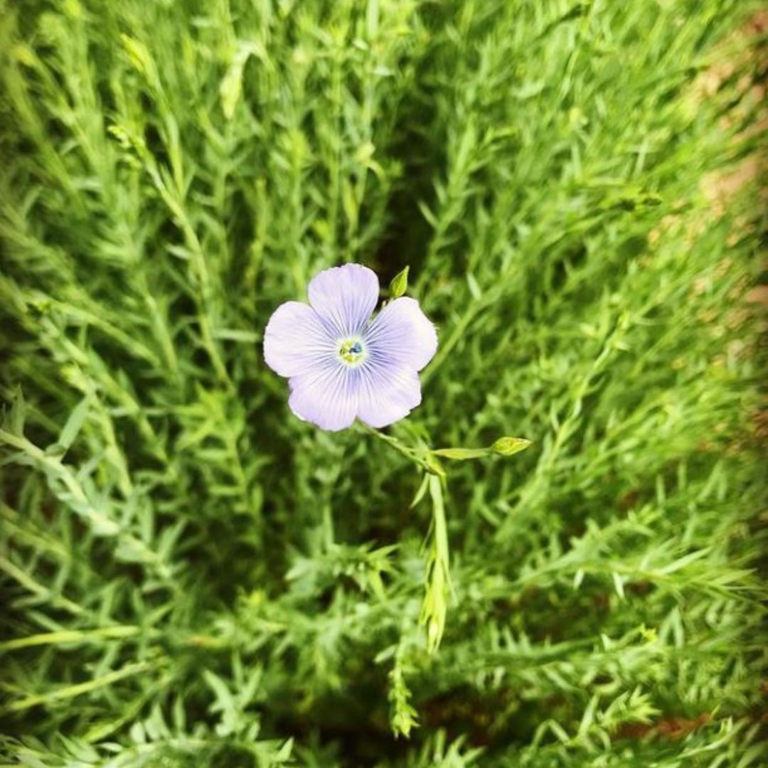 The first flax flower at Dartington