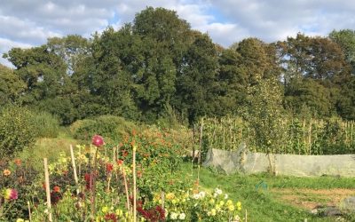 Forest Gardens at Schumacher College