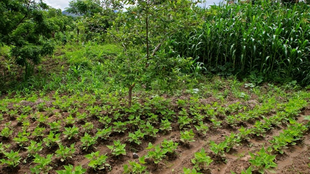 A agroecological landscape
