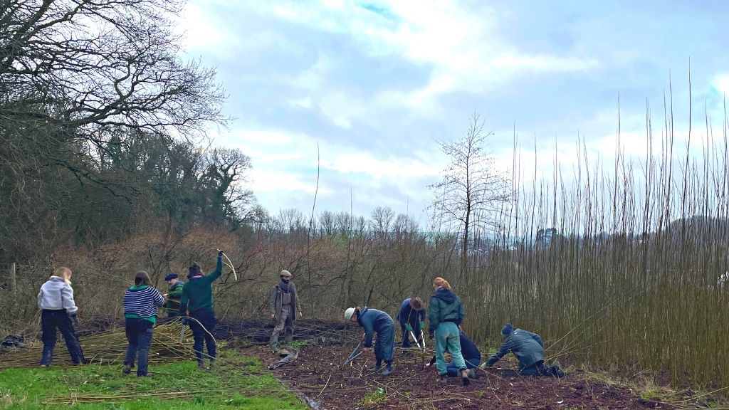 Students coppicing the willow at Schumacher College
