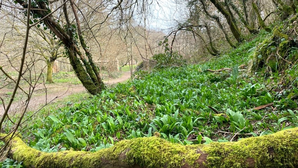 Wild Garlic growing down by the River Dart at Dartington