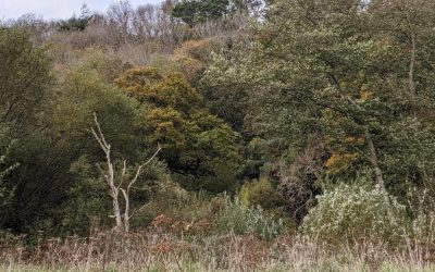 Stephan Harding reflects on the rewilding of Berryman’s Marsh