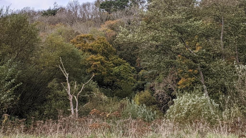 Berryman's Marsh: a 30 year old rewilding project on the Dartington estate