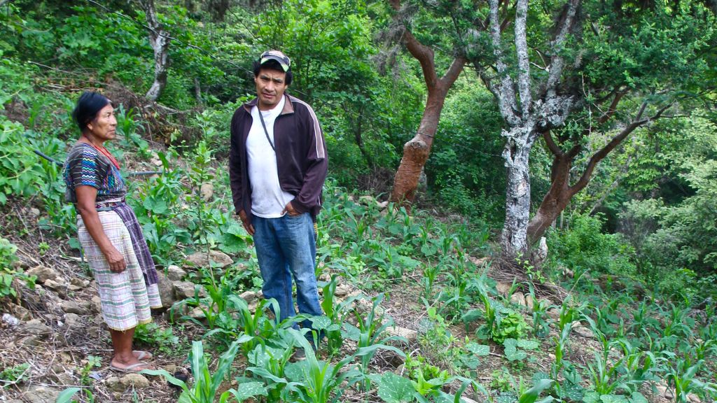 Alfredo Cortez with an ACPC member in her milpa (corn, beans, squash) agroecosystem.